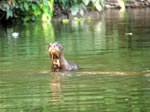 giant Otter - Madre de Dios river